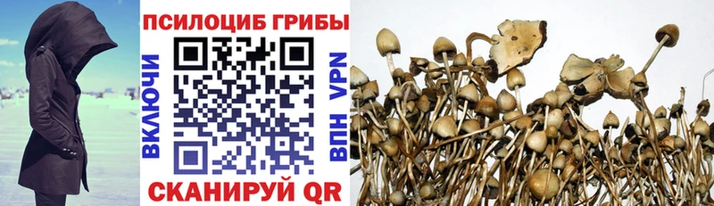 закладки  Ижевск  Псилоцибиновые грибы мицелий 